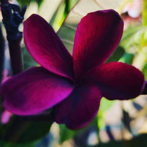 blackjack frangipani